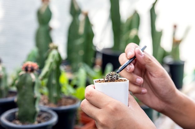 Hand einer Frau, die einen Kaktustopf hält Nahaufnahme einer Gärtnerin, die Sukkulenten in eine Glasvase verpflanzt, um ein botanisches Florarium zu schaffen.