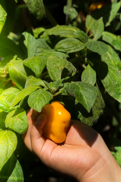 Hand eines kleinen Mädchens, das ein nimmt Der Apfelbaum Chili Rocoto im Eigenanbau