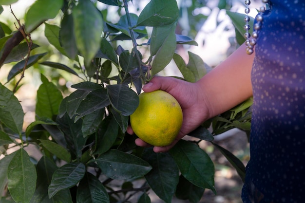 Hand eines kleinen Mädchens, das eine Orange im Eigenanbau nimmt