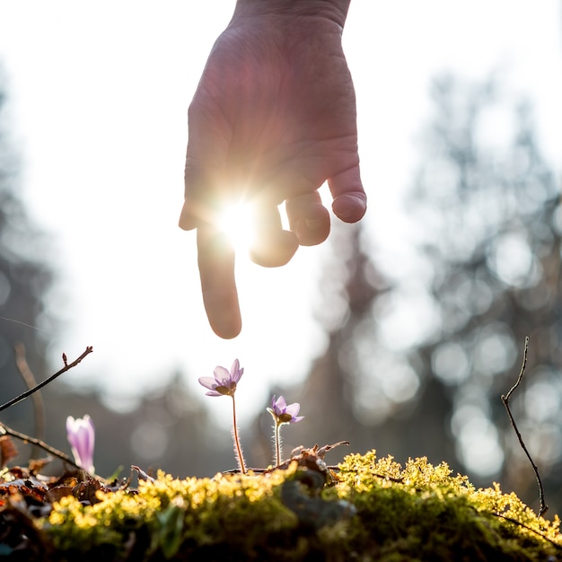 Foto hand eines mannes über einem moosigen felsen mit neuer zarter blauer blume, die von der sonne in einem frühlingsgarten beleuchtet wird, geeignet für bio-, öko- und biokonzepte.