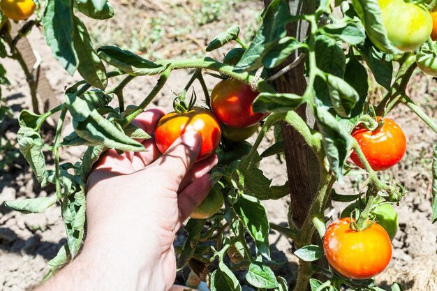 Hand erntet eine reife rote Tomate aus einem Busch