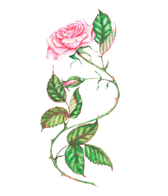 Foto hand gezeichnete aquarellillustration der schönen rosa rosenblume mit blättern