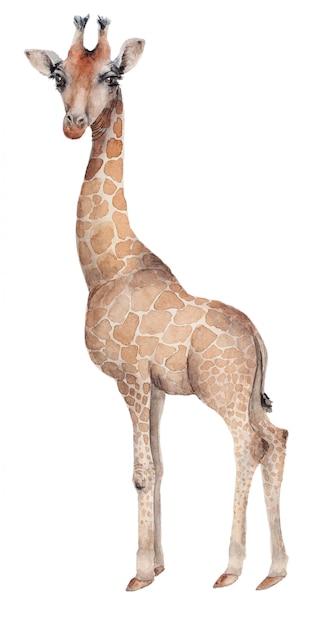 Hand gezeichnete Giraffe