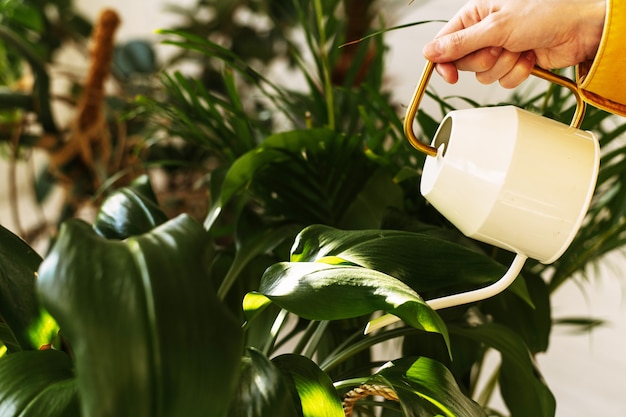 Hand gießen Blumen und Pflanzen