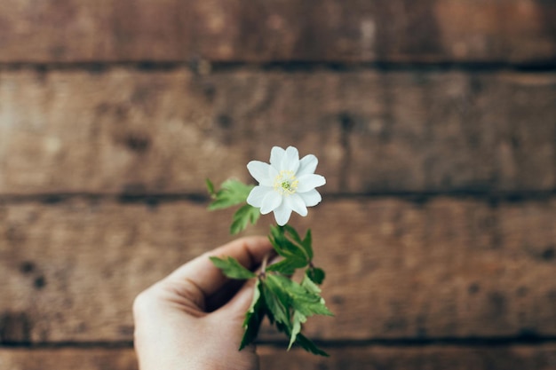 Hand hält Anemonenblume auf rustikalem Holzhintergrund Blick über Hallo Frühlingskonzept Buschwindröschen erste Frühlingsblumen Platz für Text