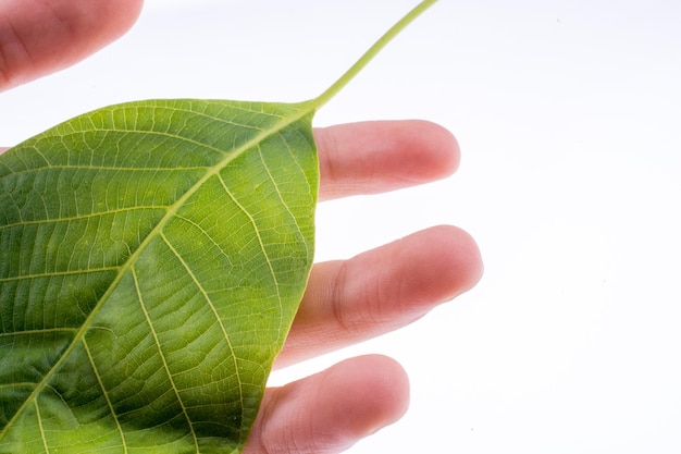 Hand hält ein grünes Blatt