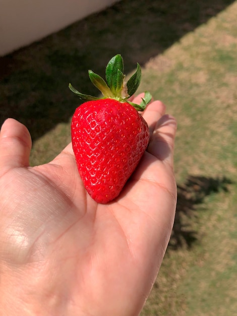 Hand hält eine Erdbeere in der Sonne