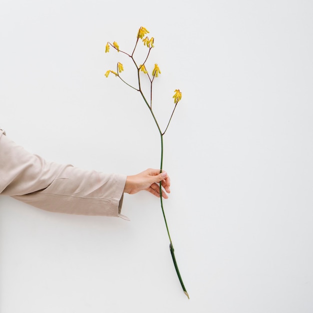 Hand hält eine gelbe Blume an der Wand