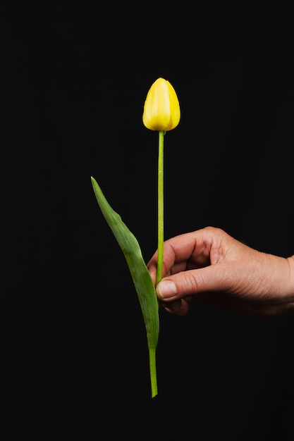 Hand hält einen großen Strauß zarter mehrfarbiger Tulpen