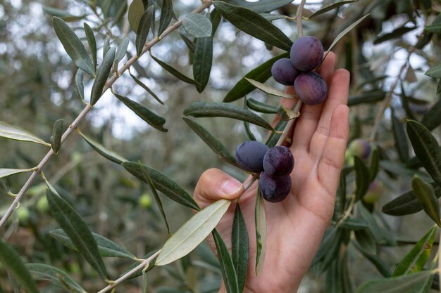 Foto hand hält frische griechische lila oliven, ein symbol des wohlbefindens