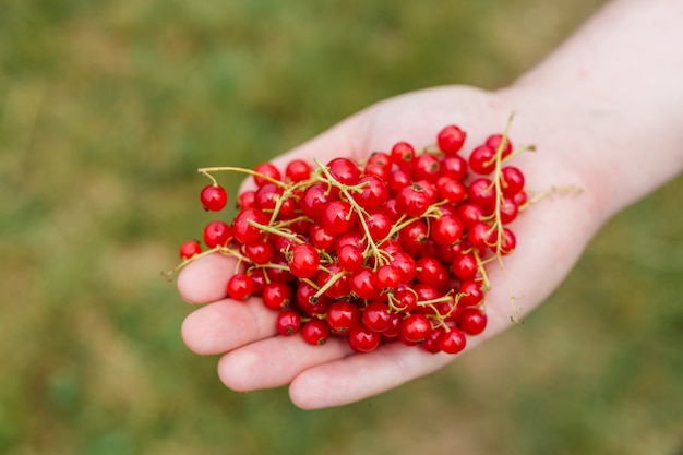 Hand hält frische rote Johannisbeere