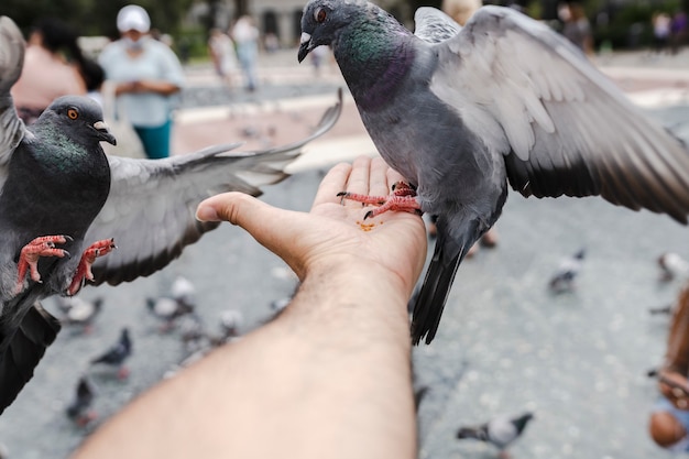 Hand hält Futter für Taube