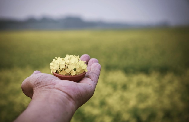 Hand hält Keramik voller Senfblumen im Freien