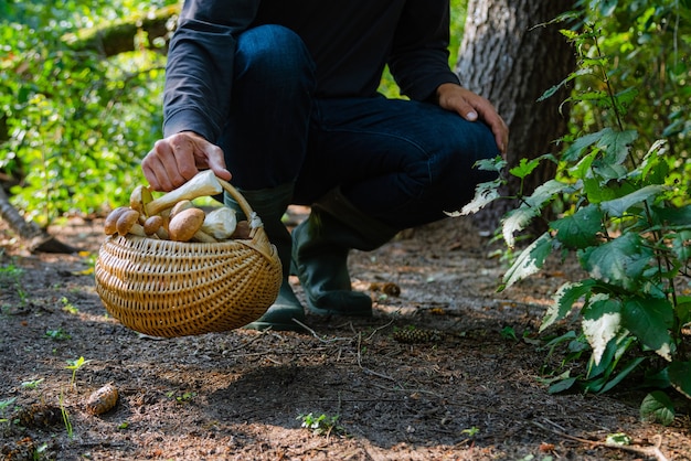 Hand hält Pilzkorb im Wald im Herbst