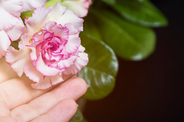 Foto hand hält rosa blume