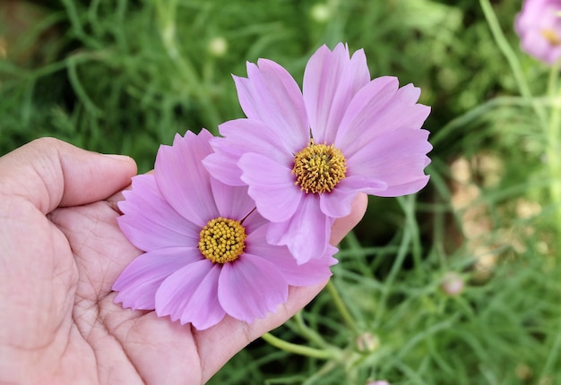 Hand hält rosa Kosmos-Blumen in einem Garten