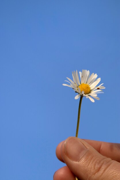 Foto hand hält schönes gänseblümchen