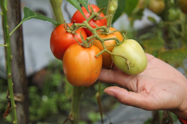 Hand hält Tomaten