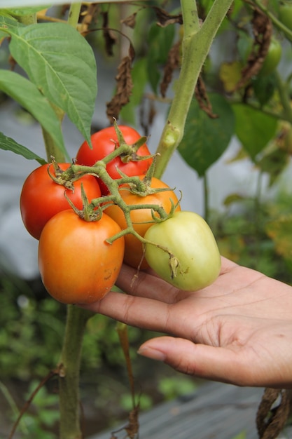 Hand hält Tomaten