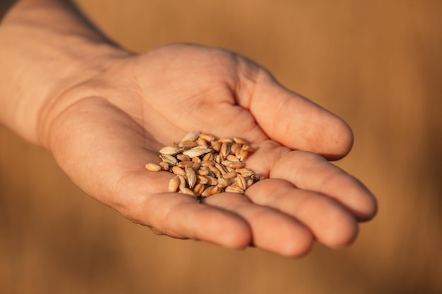 Foto hand hält weizen goldene samen nach der ernte