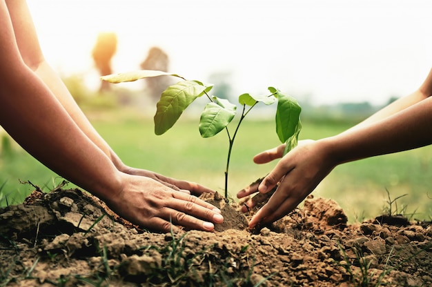 Hand hilft beim Pflanzen von Bäumen im Garten, um die Erde zu retten. Umwelt-Öko-Konzept
