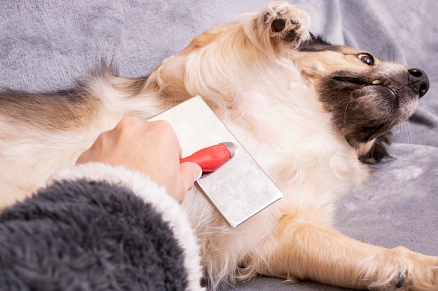 Hand kratzt den Bauch eines Hundes