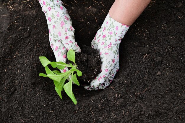 Hand legt Boden unter eine Petunie Das Konzept der Pflege von Pflanzen und des Anbaus von Bio-Produkten