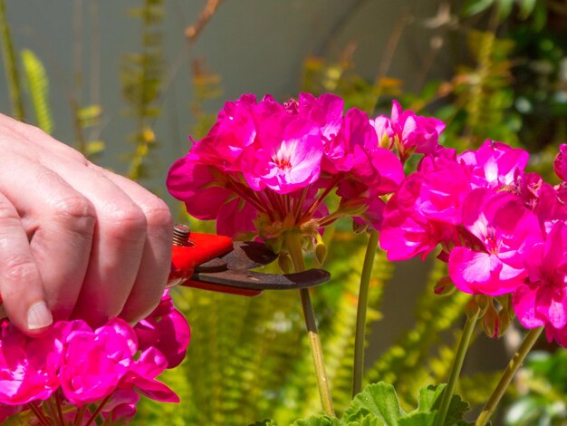 Hand mit einer Schere in einem Garten