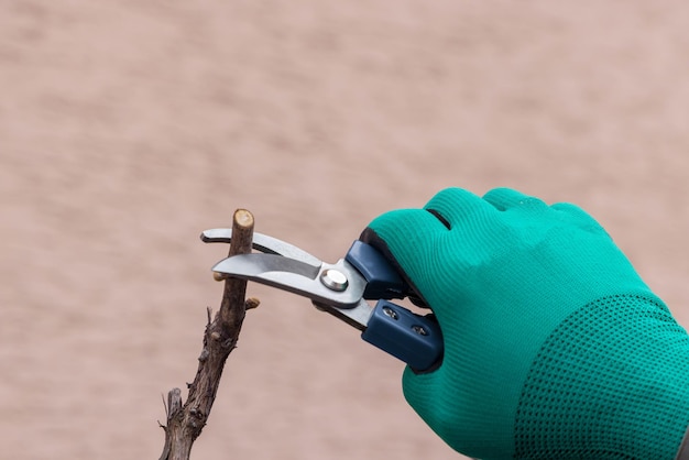 Hand mit Gärtnerschere beschneidet Traubenzweig Landwirtschaftskonzept