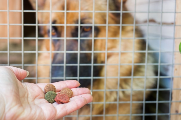 Hand mit Hundefutter und einem Schäferhund in einem Käfig