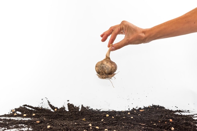 Hand mit Knoblauch und Erde unter Gartenkonzept Tag der Erde