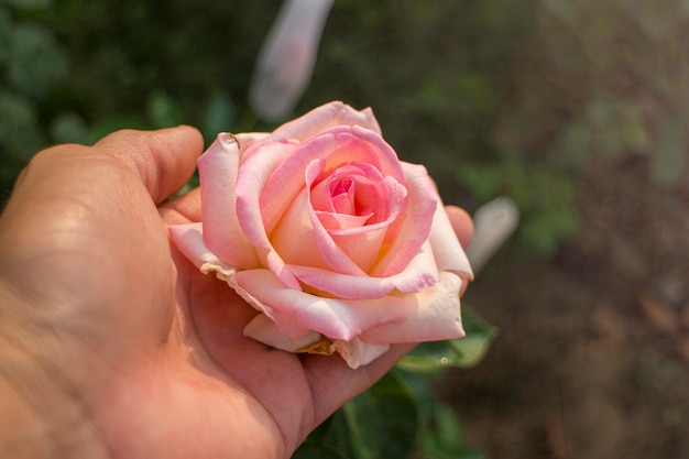 Foto hand mit rosa rosen sommerblumen in der hand sonniger tag