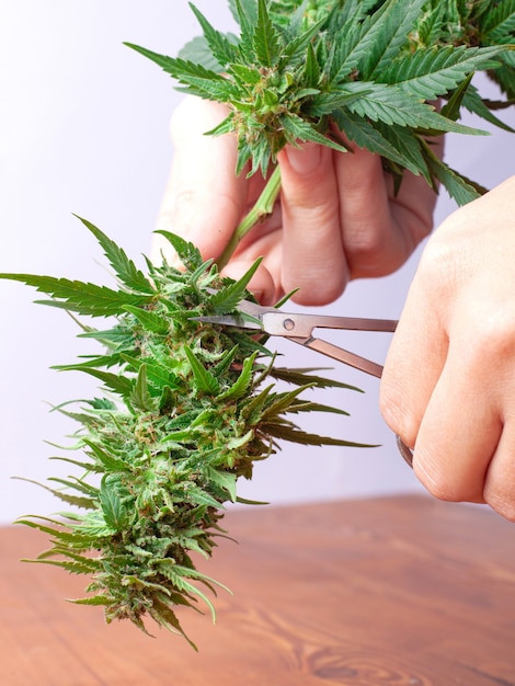 Hand mit Schere schneidet Marihuana-Pflanze