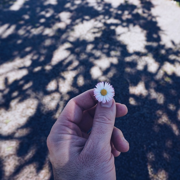 Hand mit schönen Blumen im Sommer