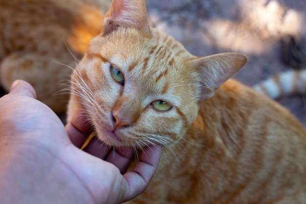 Hand mit süßer orangefarbener Katze