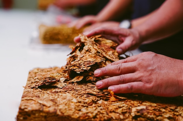 Hand mit Tabakblatt