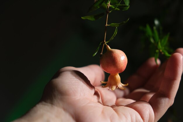 Hand mit winziger Granatapfelfrucht auf einem Zweig