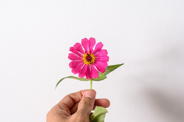 Foto hand nehmen eine rosa zinnia-blume auf, die auf weißer wand lokalisiert wird.