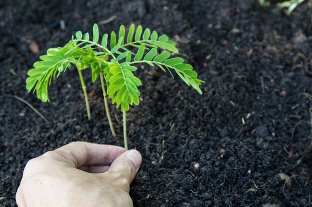 Hand pflanzen einen Baum