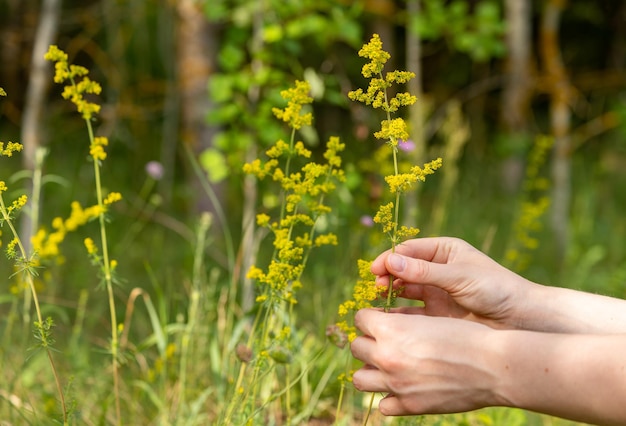 Hand sammeln Wildblumen Blütenpflanze Galium mit gelben Blüten