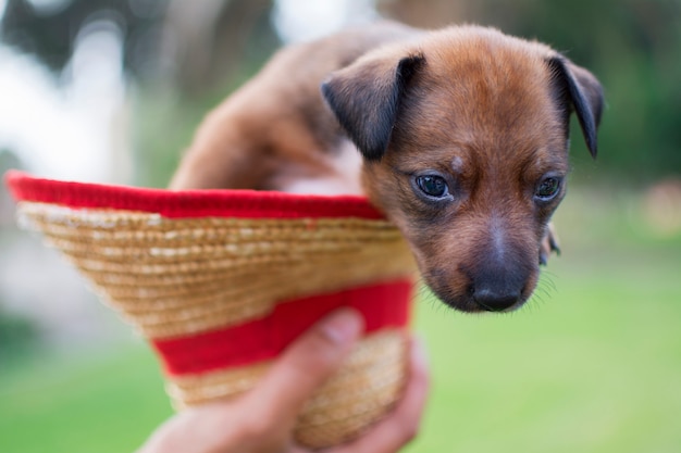 Hand schnappt sich einen Hut und drinnen ist ein Hundewelpe