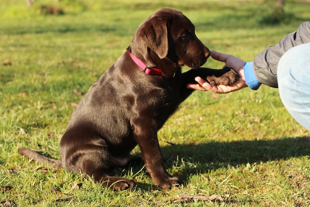 Hand streichelnder Hund auf dem Feld