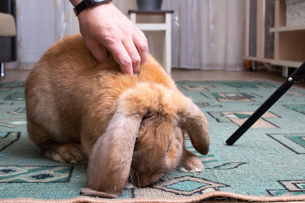 Hand streichelt eine große rote Kaninchennahaufnahme