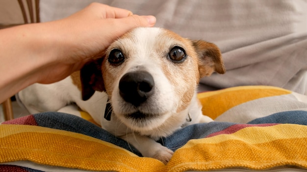 Hand streichelt kleinen Hund zu Hause