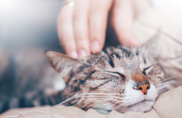 Foto hand streichelte eine katze