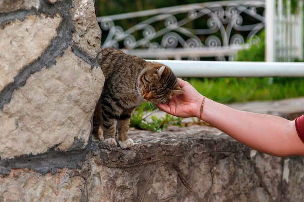 Hand streichelte Katze. Hand des Mannes, der Katze auf der Straße streichelt Tierschutz. Katzenkitze auf Perso