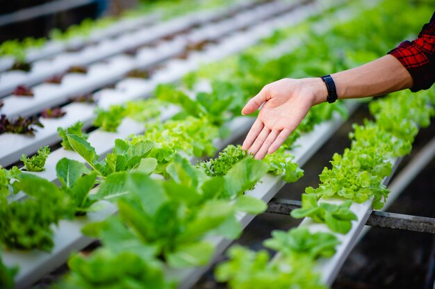 Hand- und grüner Salat, ungiftiges Gemüse Gesundes Gemüsekonzept