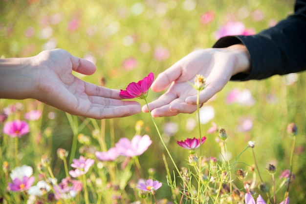 Hand- und Kosmosblumen im Blumengarten mit Sonnenlicht