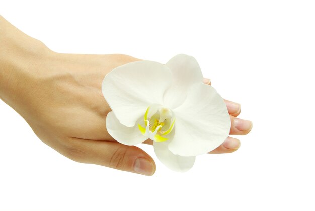 Hand und Orchidee isoliert