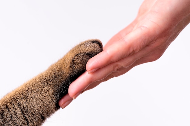 Hand und Pfote einer Katze auf einem weißen Hintergrundfreundschaftskonzept